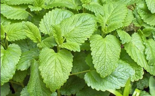 Lemon Balm
